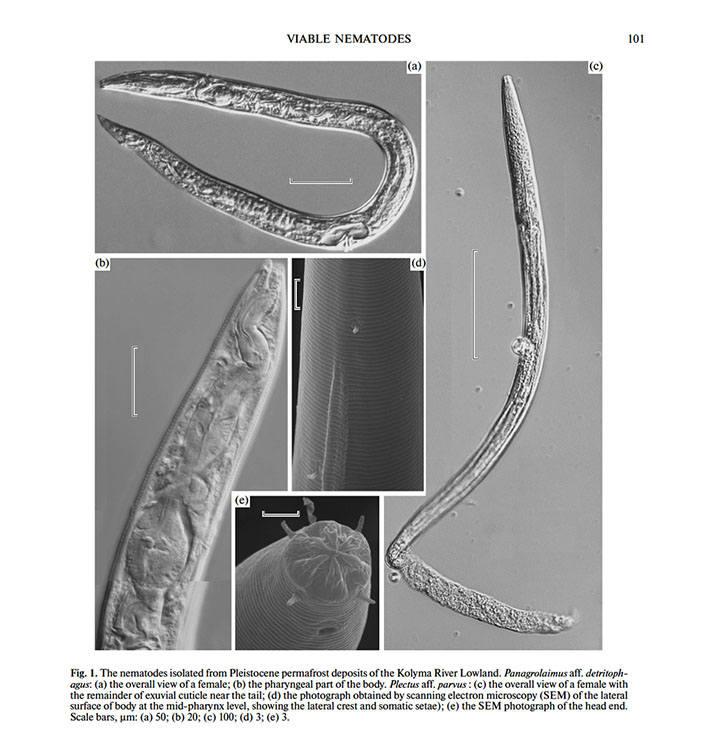 Worms frozen in permafrost for 42,000 years come back to life