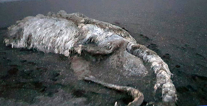 Kamchatka sea monster