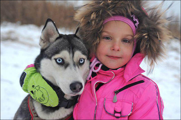 Beringia dog sled race 2013