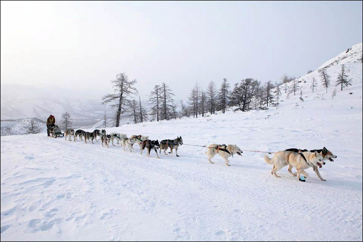 Beringia dog sled race 2013
