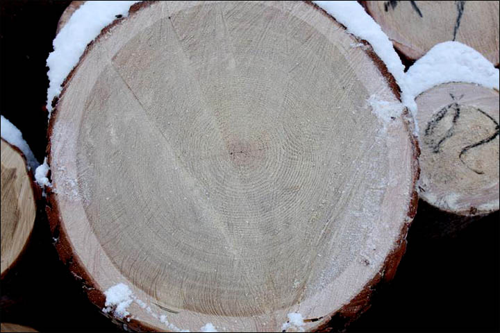 Siberian timber