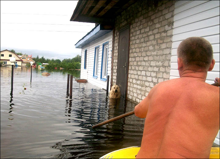 Druzhok the loyal dog flooding 2013