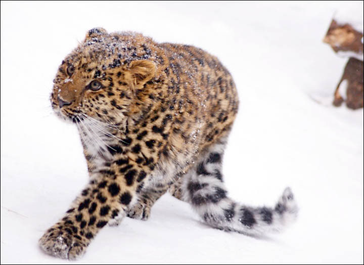 Amur Leopard