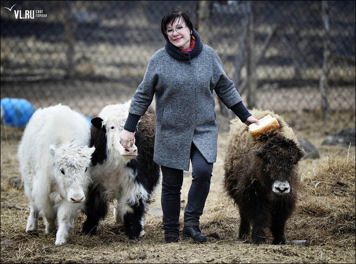 Tamara Habiryanova with yaks