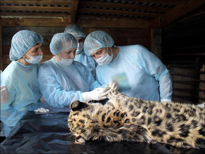 Amur leopard injured