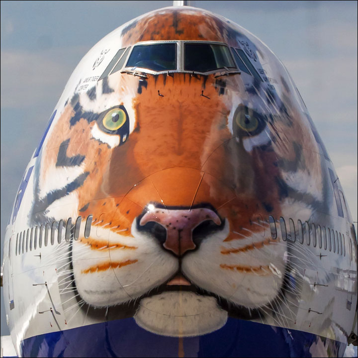 Tiger flight