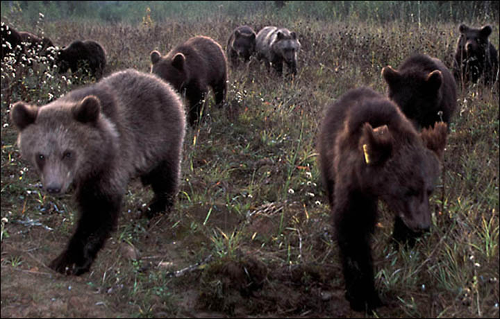brown bears Siberia