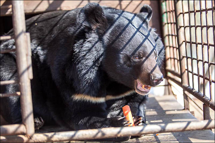 black bears need help