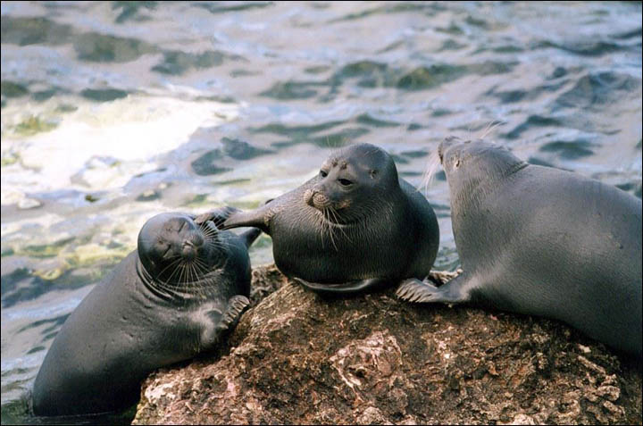 Baikal seals playing