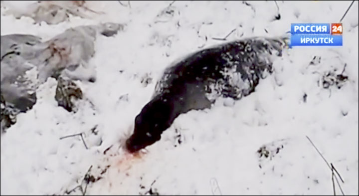 Baikal seals killed