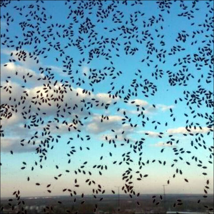 Bugs invasion in Siberia