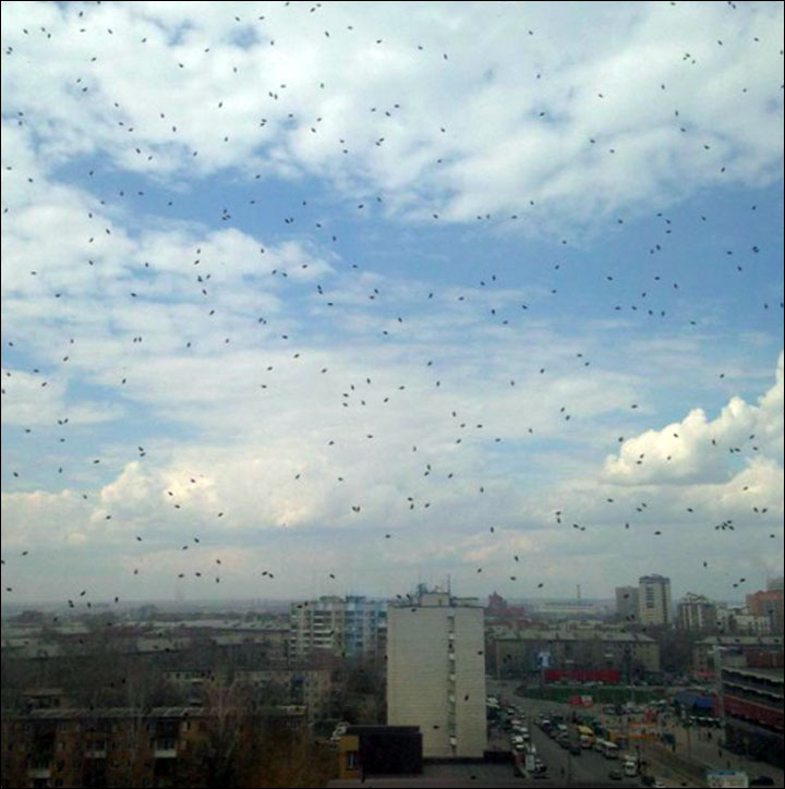 Bugs invasion in Siberia