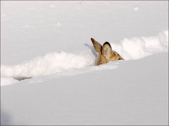 Fears for unique wildlife as heavy snowfall reaches depths of one metre