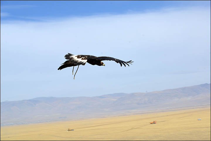 A dying form of hunting with eagles dating back to prehistoric times could be resurrected in Siberia, despite opposition from conservationists