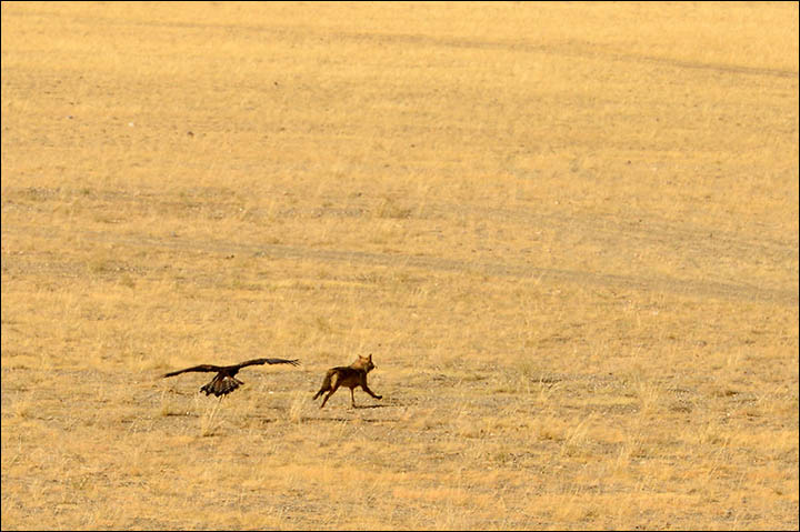 A dying form of hunting with eagles dating back to prehistoric times could be resurrected in Siberia, despite opposition from conservationists