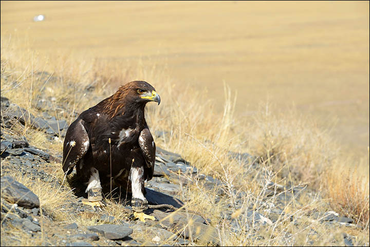 A dying form of hunting with eagles dating back to prehistoric times could be resurrected in Siberia, despite opposition from conservationists