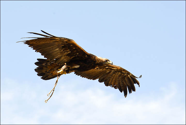 A dying form of hunting with eagles dating back to prehistoric times could be resurrected in Siberia, despite opposition from conservationists