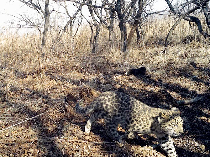 Leopard kitten escaped fire
