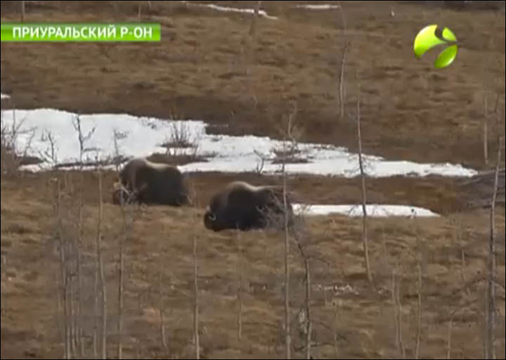 Musk oxen on Yamal