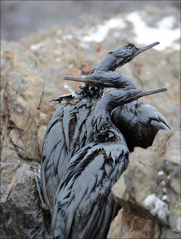 Cormorants in oil