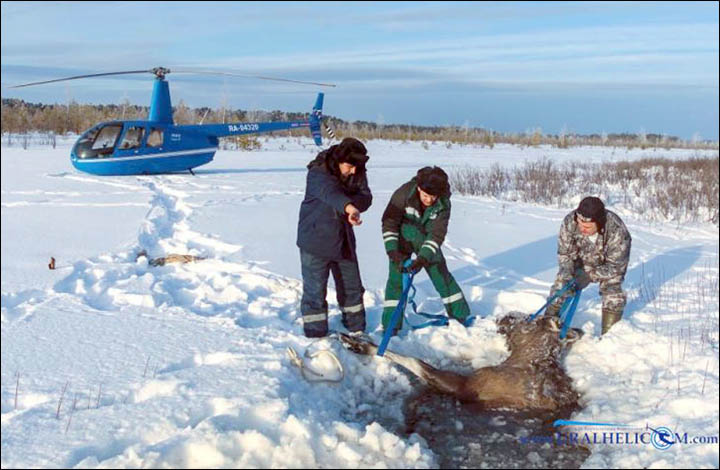 pregnant moose rescued Siberia