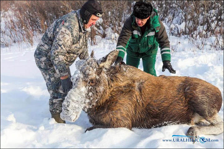pregnant moose rescued Siberia