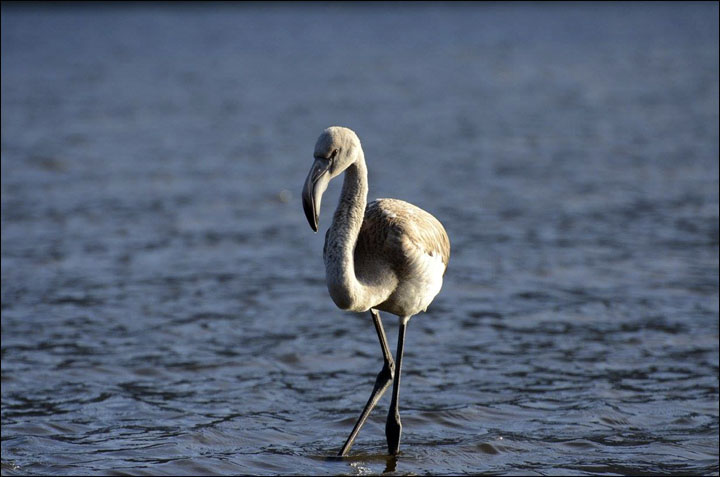 Flamingo on Teletskoye lake