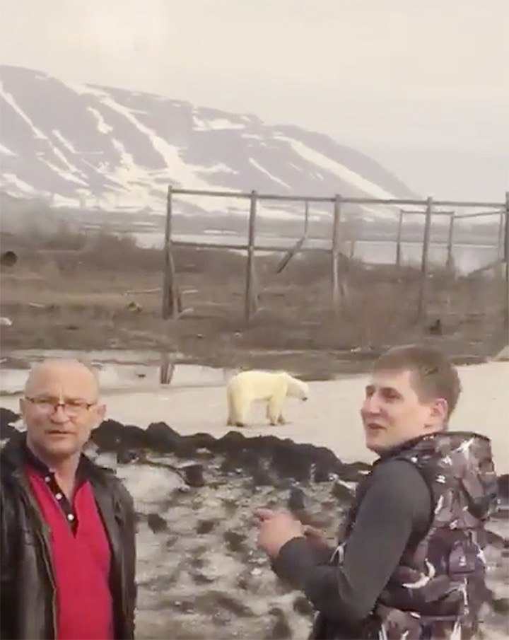 polar bear Norilsk 