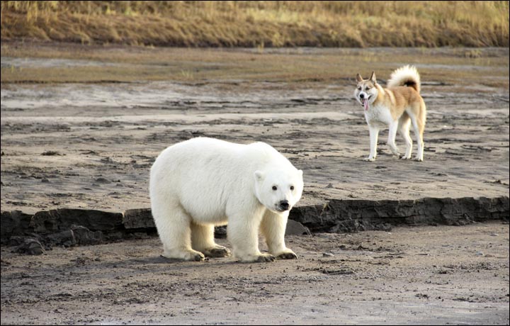 Polar bear cub on Kolyma 