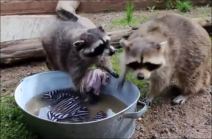 Raccoons are known for washing food but look what happens when they scrub clothes! 