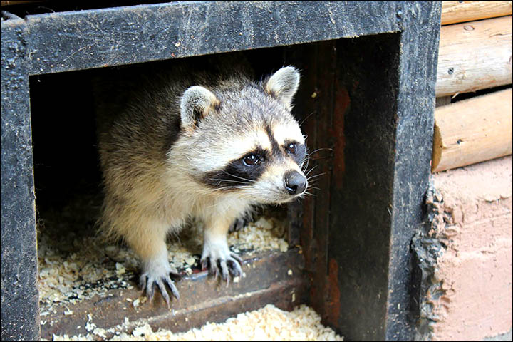 Raccoons are known for washing food but look what happens when they scrub clothes! 