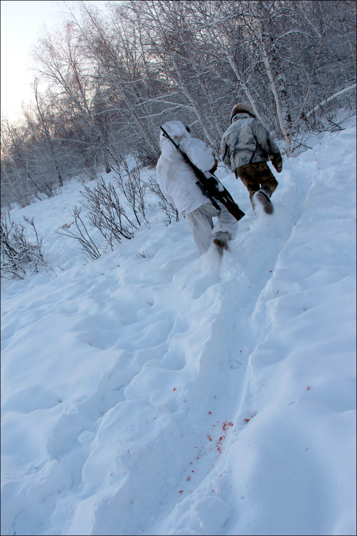 Wolves preying on reindeer herds threaten seasonal joy in remote Siberian villages  