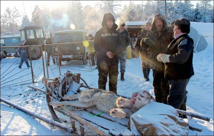 Wolves preying on reindeer herds threaten seasonal joy in remote Siberian villages  