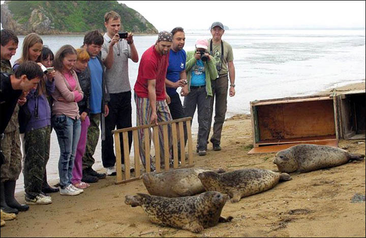 Seals rehab Vladivostok