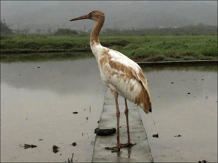 Siberian crane in Taiwan