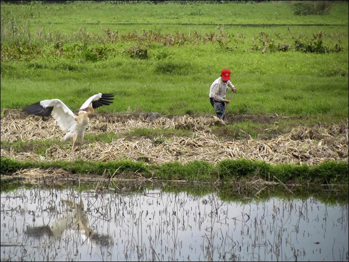 Siberian crane in Taiwan