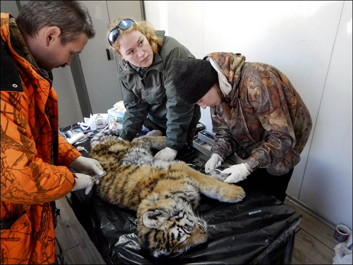 Tiger cub rescued