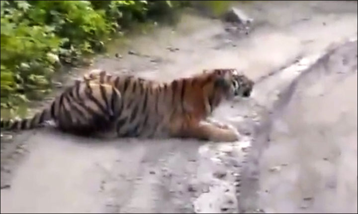 Siberian tiger on the road