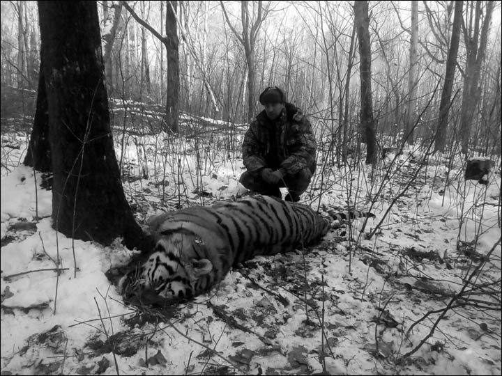 Siberian tiger shot