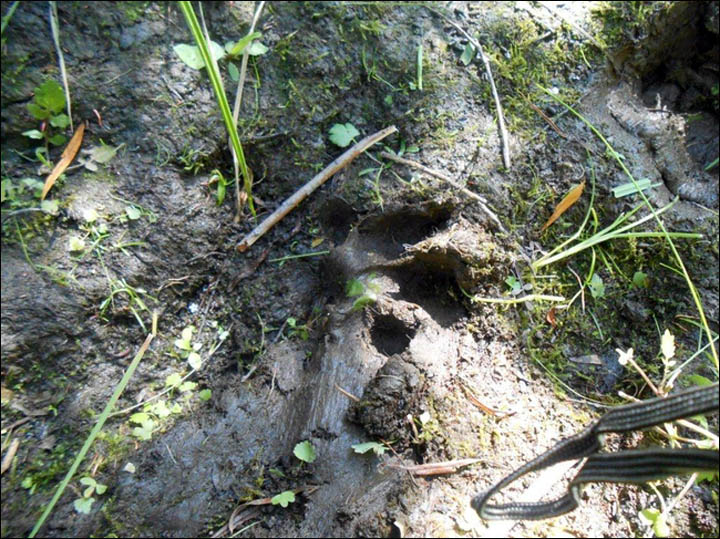 Siberian tiger footprint