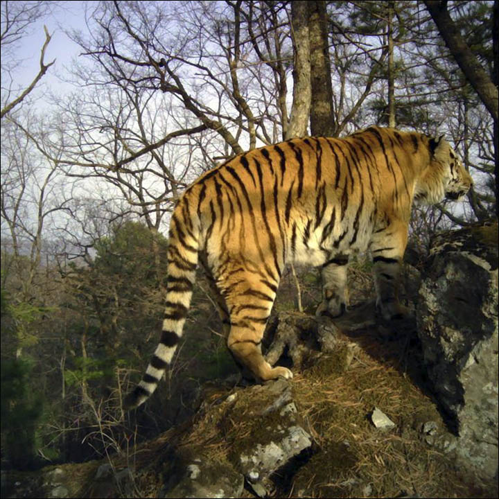 Siberian tiger