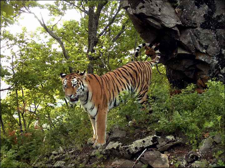 Siberian tiger