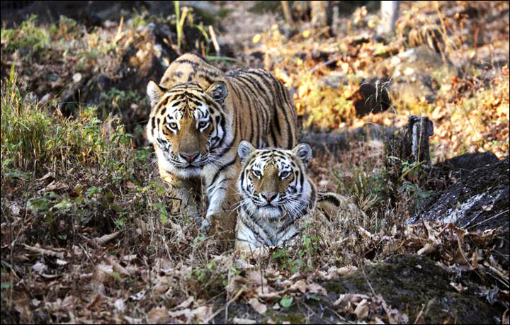 Siberian tigers