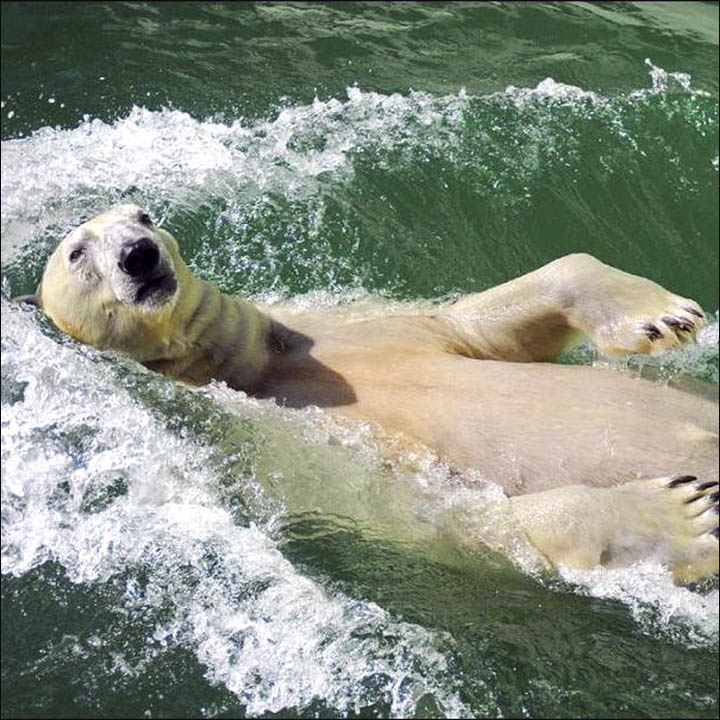 Polar bear in Novosibirsk zoo