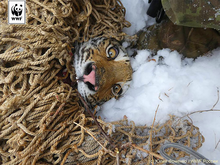 Tiger caught