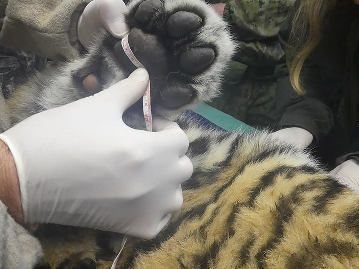 Vets examine tiger