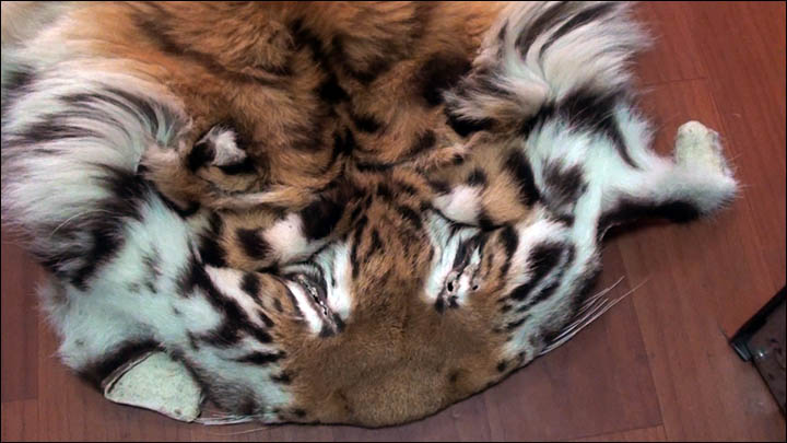 Tiger skin in Nakhodka