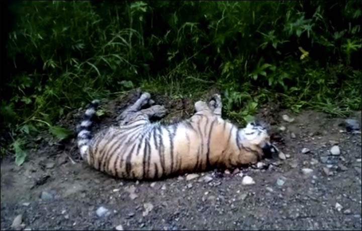 Amur tiger cub shot