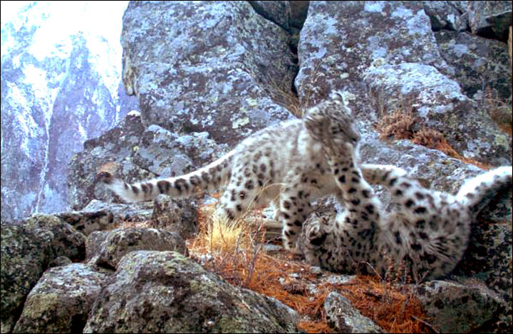Spotted - two snow leopard cubs in the Altai Mountains captured on camera 