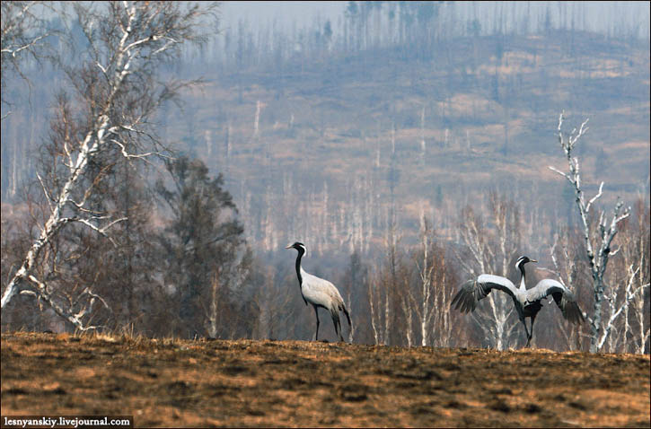 wildfires, Siberia